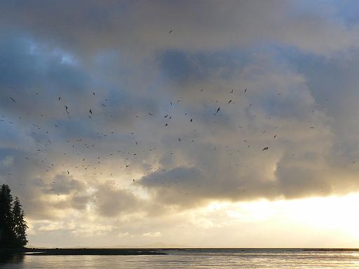 Pearl Harbour - gulls.jpg - Gulls circling, Pearl Harbour 